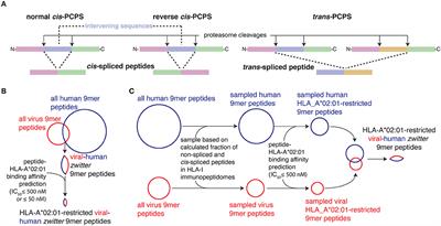 Proteasome-Generated cis-Spliced Peptides and Their Potential Role in CD8+ T Cell Tolerance